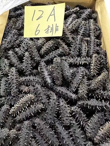 淡干海参特价干货包邮
