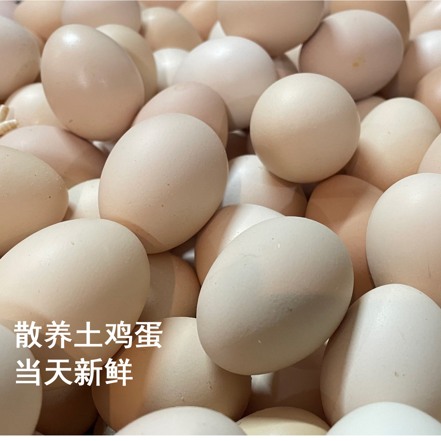 灵山散养当天捡初生土鸡蛋
