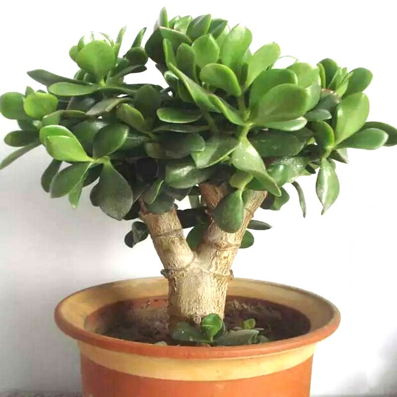 玉树老桩燕子掌大苗盆栽耐寒多肉植物室内好养四季常青绿植花卉