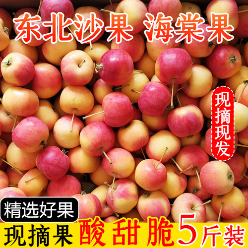 东北海棠果现摘沙果K9果5斤