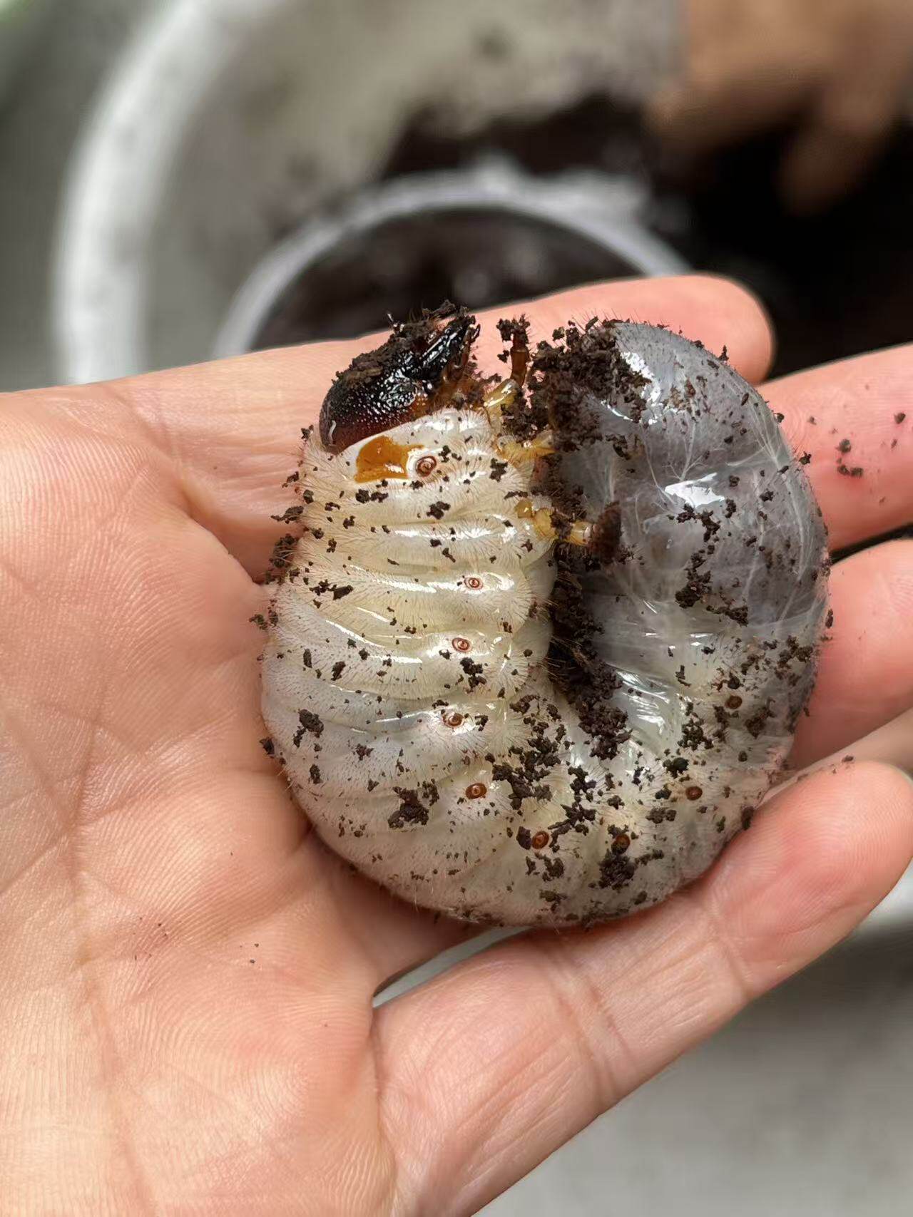 独角仙三龄幼虫饲养无忧套装，带饲养盒和饲料发货
