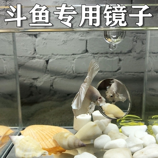 斗鱼专用训练镜鱼缸圆形水中双面小镜子马尾半月缸外吸盘镜悬浮球