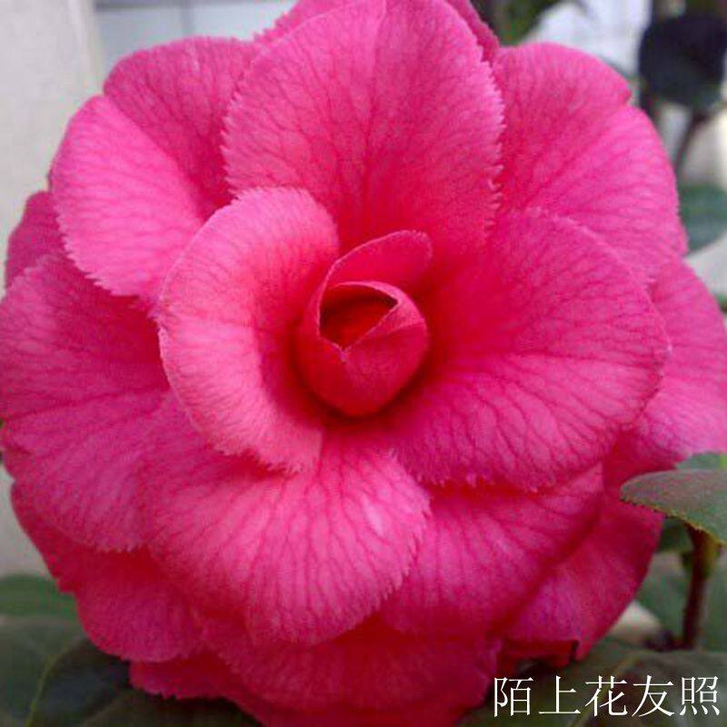 花仙子超级玛瑟蒂阿娜突变种花瓣带锯齿名贵进口大型茶花苗带花苞