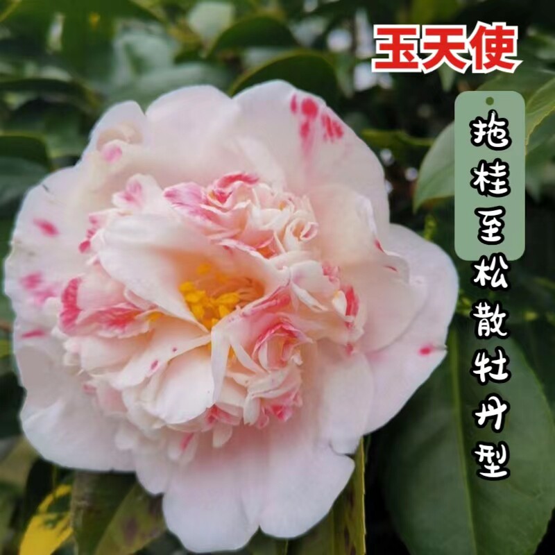 玉天使稀有名贵品种茶花苗拖桂型中型花玉之浦自然变异种高档绿植