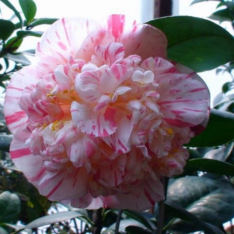 狂想曲稀有名贵进口品种茶花盆栽半重瓣托桂型巨型花庭院花园绿植