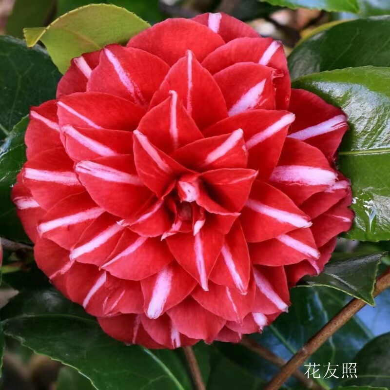 帕克雷欧稀有名贵进口茶花苗复色大花型高档庭院阳台绿植当年开花