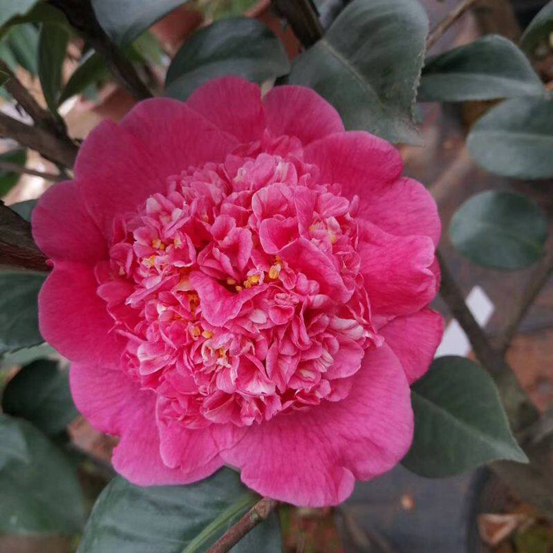 埃及艳后 福建龙岩名贵进口紫红色品种茶花阳台窗台庭院绿植花卉