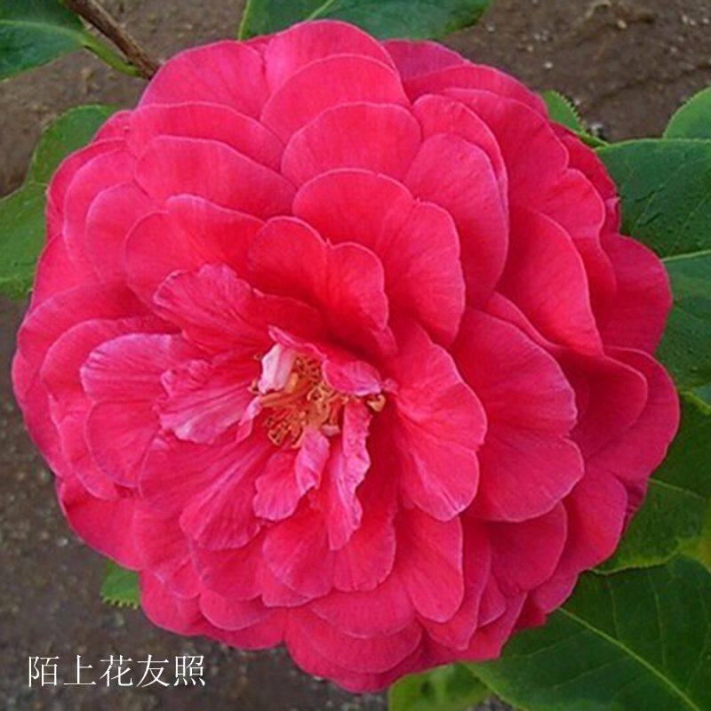 金镶玉 福建龙岩永福镇名贵品种茶花苗红色巨型花阳台庭院绿植