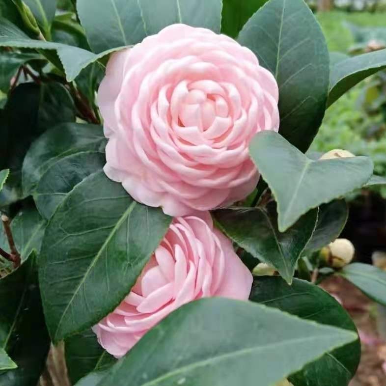 宫粉雨春小桃红福建龙岩茶花苗