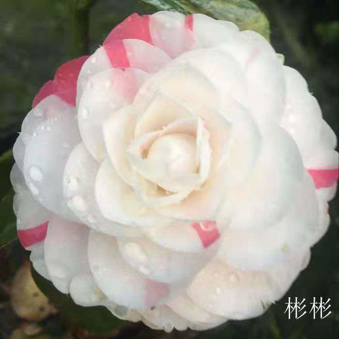 十八学士 华东十大名茶福建龙岩永福镇经典茶花四季常绿名贵树种