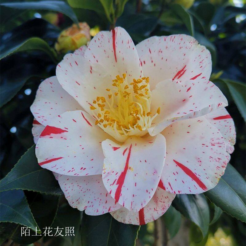 雅子 日本名贵进口品种茶花苗阳台庭院花园高档绿植四季常绿植物