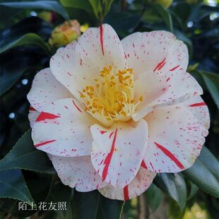 雅子 日本名贵进口品种茶花苗阳台庭院花园高档绿植四季常绿植物