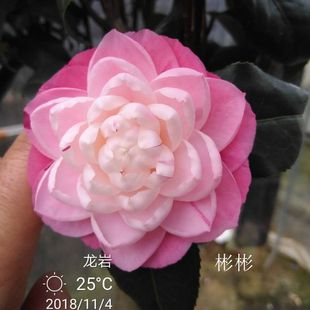 津川绞 日本品种福建龙岩永福镇进口名贵茶花苗庭院阳台花园绿植