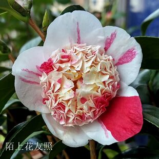 洒金宝 珠酒锦宝珠西神宝珠一树多色稀缺名贵品种茶花苗盆栽