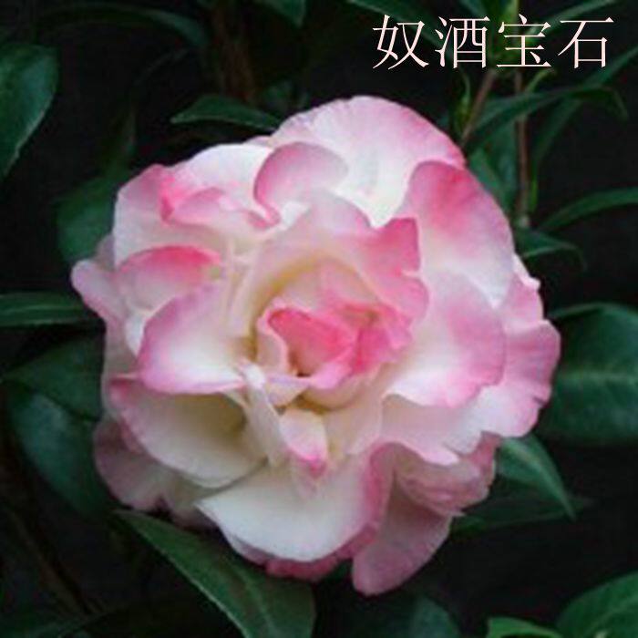 奴酒宝石 牛西澳宝石花龙岩名贵进口茶花正品包邮精品绿植山茶花