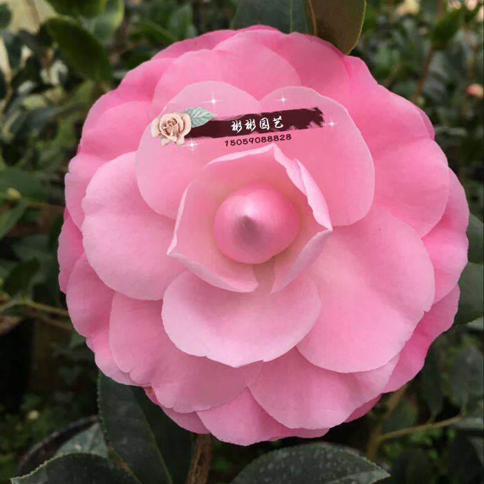 菲利克斯 桃花公主大型怒杂茶花品种名贵茶花苗粉色茶花阳台花卉