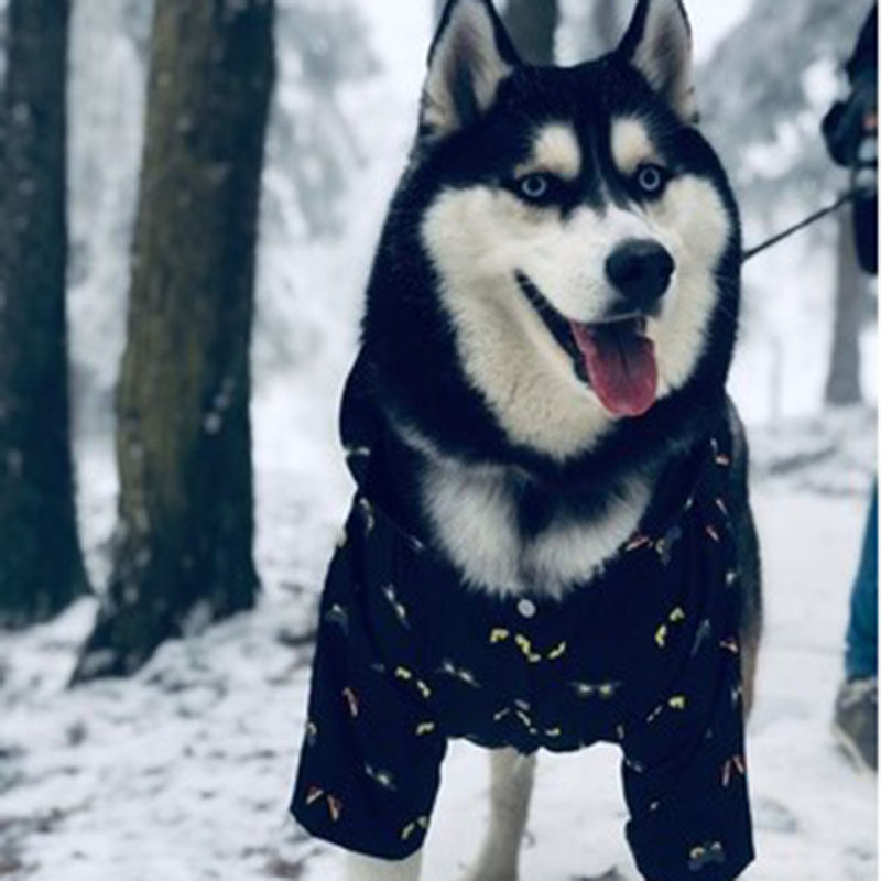 怪眼帅气四季宠物狗雨衣阿拉斯加边牧大型犬防风衣防水哈士奇衣服
