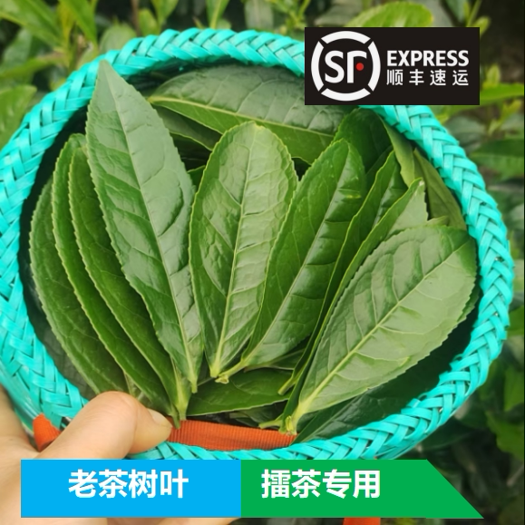 老树茶叶擂茶专用新鲜现摘现发顺丰空运抹茶粉用
