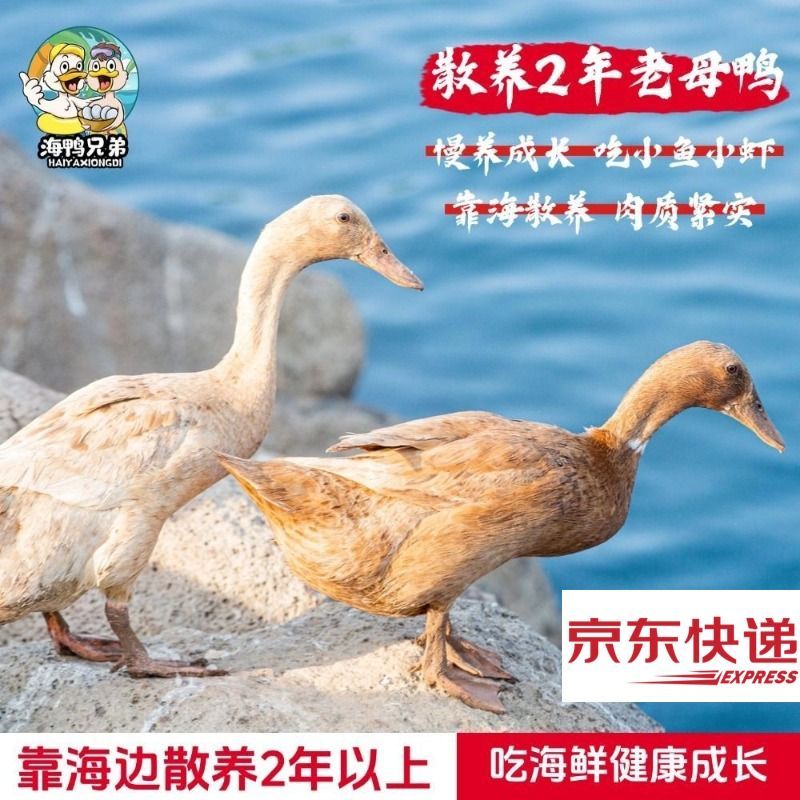 海鸭兄弟海南跑海老母鸭两年散养