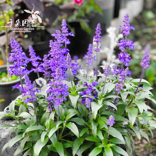 蓝花鼠尾草萨丽芳耐热植物