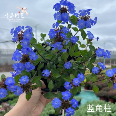 岷江蓝雪花盆栽蓝角柱花期超长耐寒耐热阳台花卉花园庭院花镜植物
