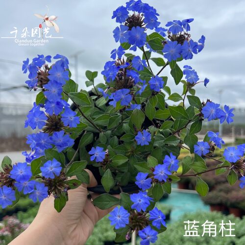 岷江蓝雪花盆栽蓝角柱花期超长耐寒耐热阳台花卉花园庭院花镜植物