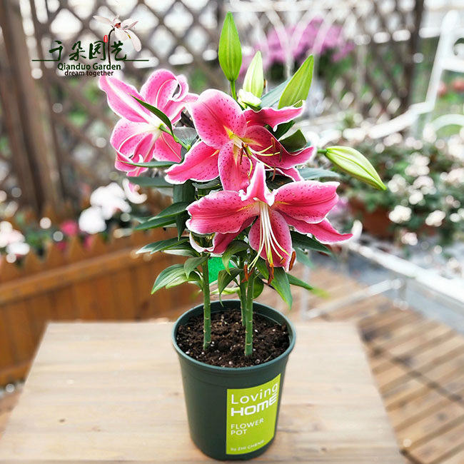 香水百合 成品盆栽带花苞发货包邮开花好养绿植室内阳台客厅推荐