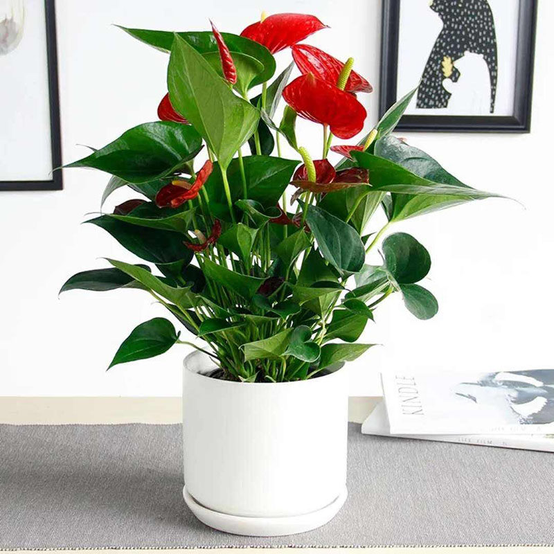 红掌植物室内大盆盆栽水培鸿运当头四季开花办公室花卉好养花期长