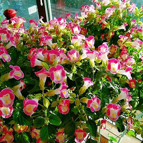 千朵夏堇花耐热植物阳台带花