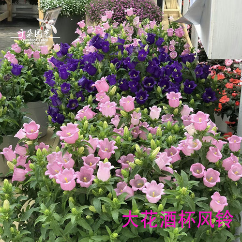 大花酒杯风铃草大苗带花苞发货