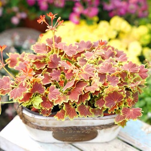 枫叶天竺葵百年温哥华盆栽彩叶植物花苗阳台庭院花卉大苗开花好养