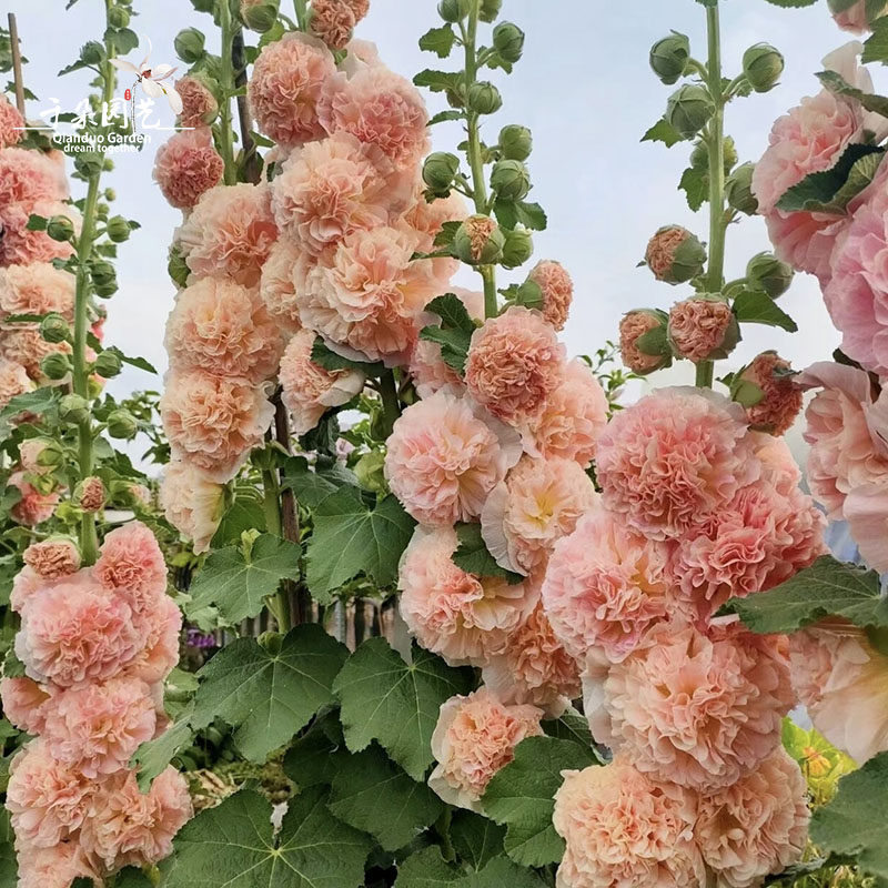 蜀葵盆栽重瓣大苗庭院花卉耐热耐寒夏季开花植物桃子与梦一丈红,鲜花速递/花卉仿真/绿植园艺,时令草本花卉,淘宝优惠券,粉丝福利购,淘宝优惠卷