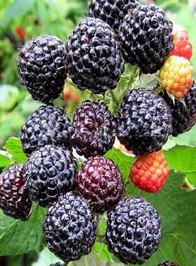 北美黑树莓盆栽Rubus fruticosus悬钩子阳台四季开花植物耐寒花卉