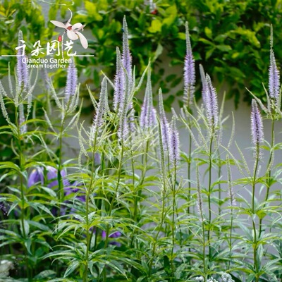 北美腹水草盆栽耐热耐寒多年生户外阳台开花植物花园线条宿根花镜