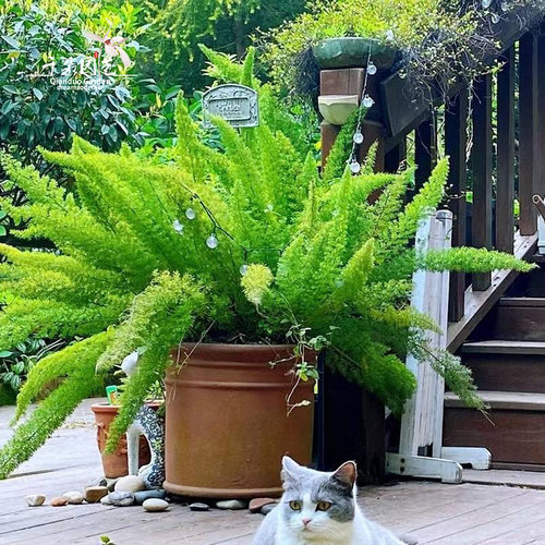 网红植物狐尾天门冬盆栽大花苗四季常绿室内绿植庭院花园花卉观叶 - 封面