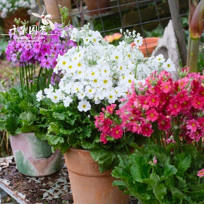 彩云欧洲报春花盆栽带花大苗进口植物重瓣彩云耐寒花卉冬春