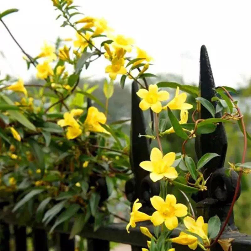 法国香水花盆栽芳香花卉耐寒藤本植物卡罗莱纳黄爬藤香水味浓郁