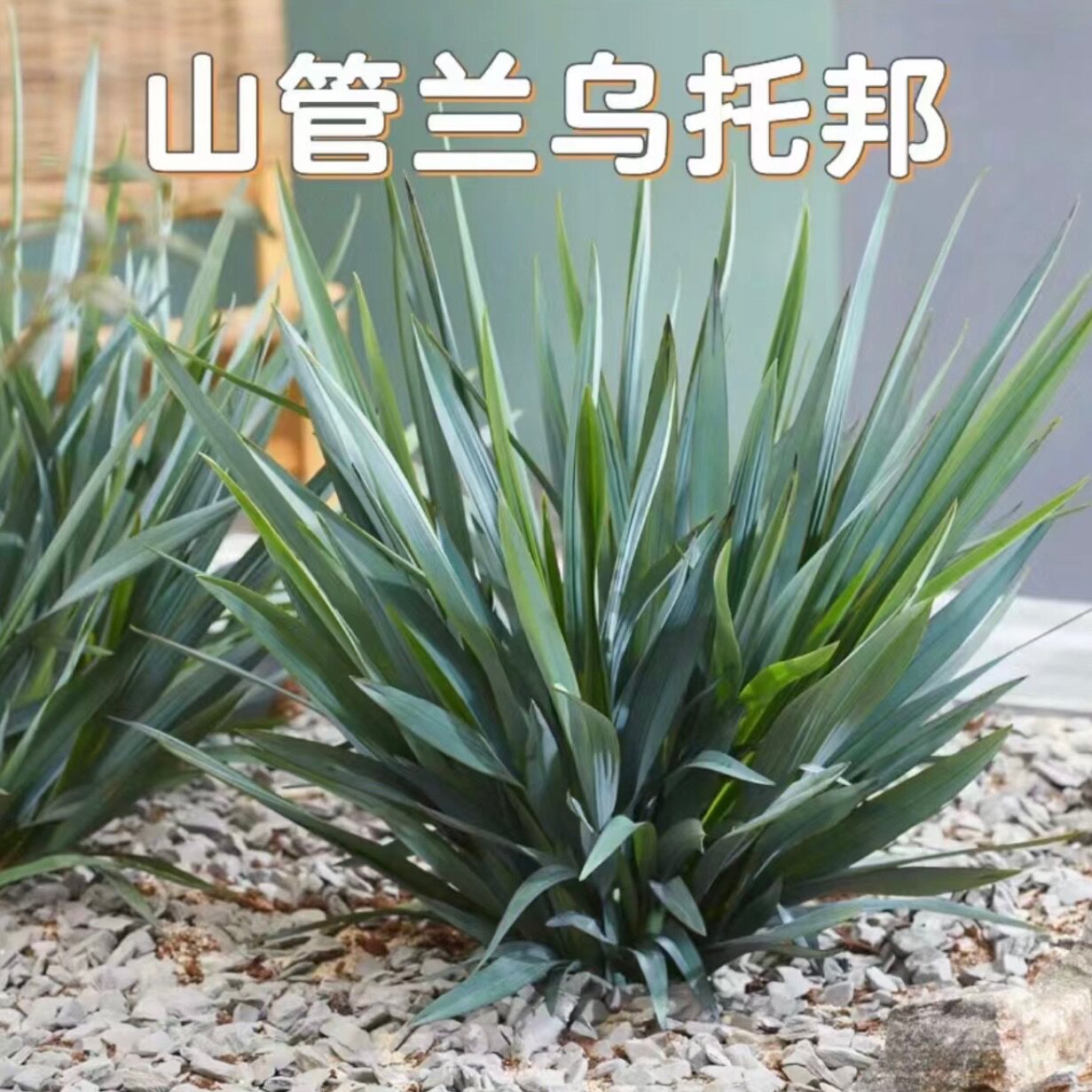 蓝叶山菅兰乌托邦盆栽大苗户外花镜开花植物耐寒耐热耐荫多年生