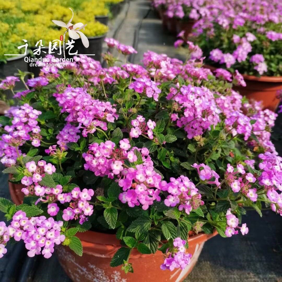 马樱丹四季五色梅盆栽迷你绣球花阳台花卉庭院地栽花期长好养植物