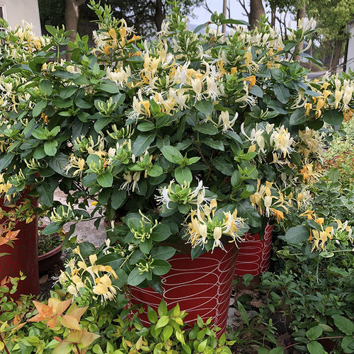 怡人成品花卉大苗带土爬藤植物