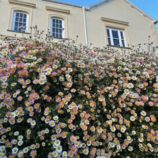 墨西哥飞蓬草大苗盆栽四季开花野趣植物耐热耐寒室外阳台花卉耐荫