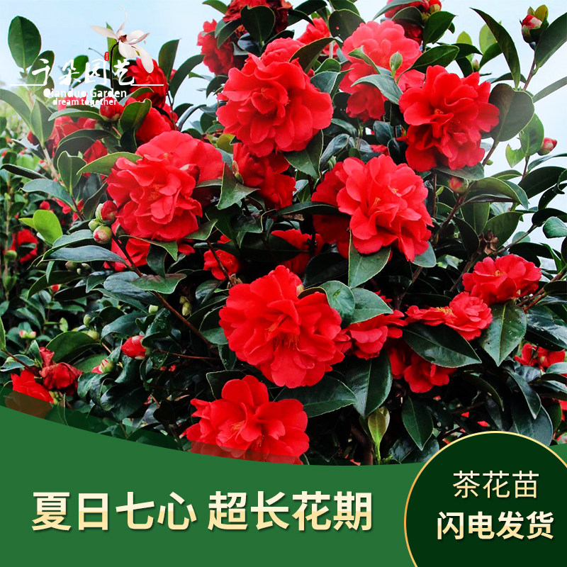 四季茶花盆栽夏日七心五色赤丹阳台植物庭院花卉好养花期长山茶花
