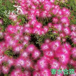 香水合欢花盆栽矮生乔木绒花苗盆景耐热耐寒户外花卉超长花期好养