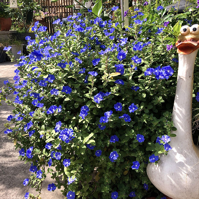 蓝星花园艺大苗阳台庭院新奇植物