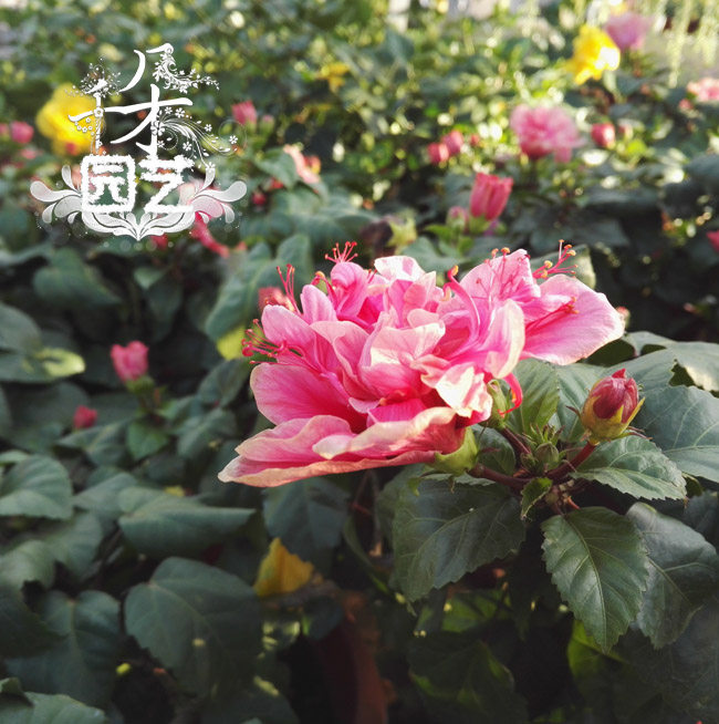 单瓣扶桑花重瓣盆栽朱瑾牡丹多年生木本花卉四季常开成品大苗盆景