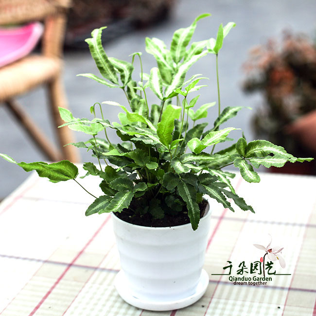 蕨类植物 阿波银线蕨 室内办公桌小盆栽 耐寒观叶可水培和微景观