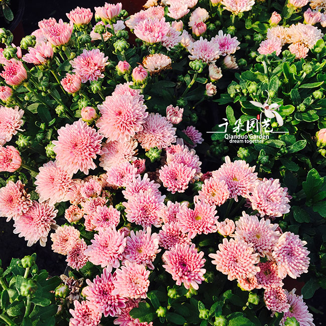 盆栽花期长阳台庭院植物千头菊