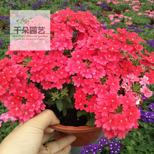 美女樱盆栽 花苗耐寒小绣球 恣态优美花色丰富开花植物好养美人樱