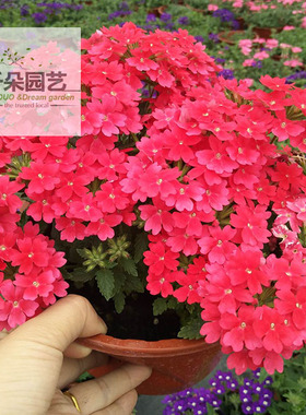 美女樱盆栽 花苗耐寒小绣球 恣态优美花色丰富开花植物好养美人樱