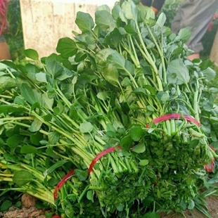 西洋菜新鲜蔬菜豆瓣菜煮汤火锅炒凉拌多样吃法